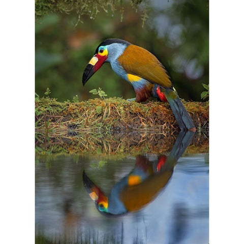 Plate-Billed Mountain-Toucan Black Modern Wood Framed Art Print with Double Matting by And Wei, Siyu