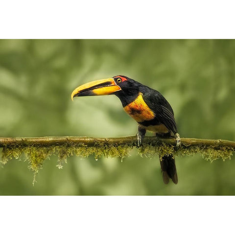 Crimson-Rumped Toucan White Modern Wood Framed Art Print by And Wei, Siyu