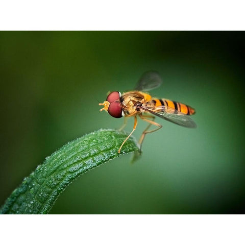 Quietly Gold Ornate Wood Framed Art Print with Double Matting by Hirai, Takiko