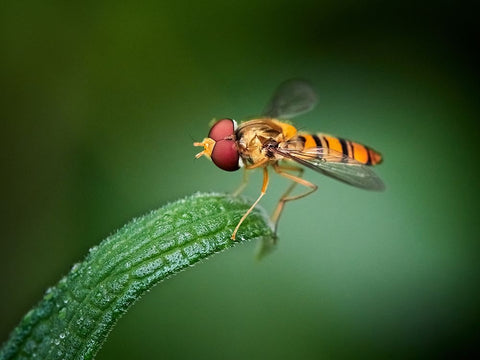Quietly Black Ornate Wood Framed Art Print with Double Matting by Hirai, Takiko