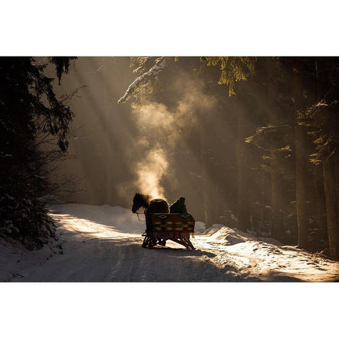 Into The Forest Black Modern Wood Framed Art Print by Mirica, Dan