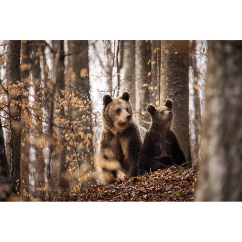 Mother And Son White Modern Wood Framed Art Print by Mirica, Dan