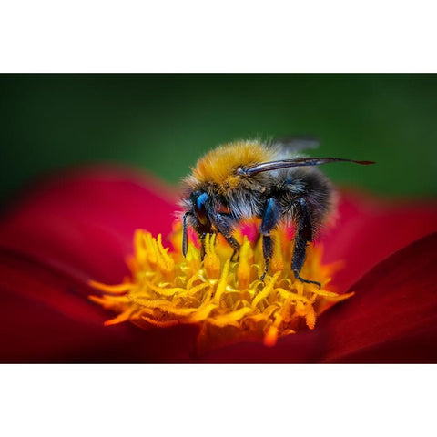 The Bumbelbee Black Modern Wood Framed Art Print with Double Matting by Pettersson, Benny