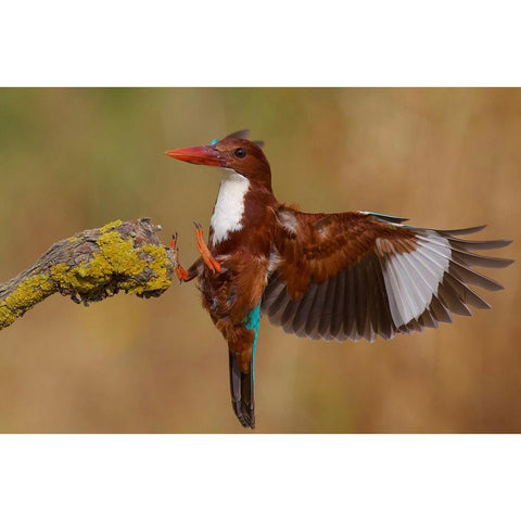 White Throated Kingfisher Black Modern Wood Framed Art Print with Double Matting by Manusevich, David