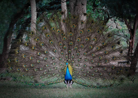 Look At Me White Modern Wood Framed Art Print with Double Matting by Lu, Linda