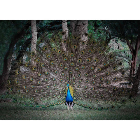 Look At Me Gold Ornate Wood Framed Art Print with Double Matting by Lu, Linda