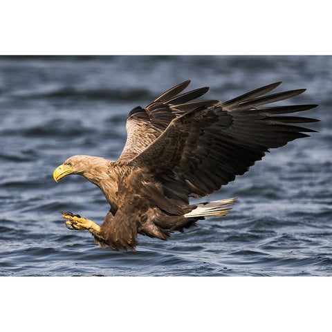 Claws Gold Ornate Wood Framed Art Print with Double Matting by Wrobel, Piotr