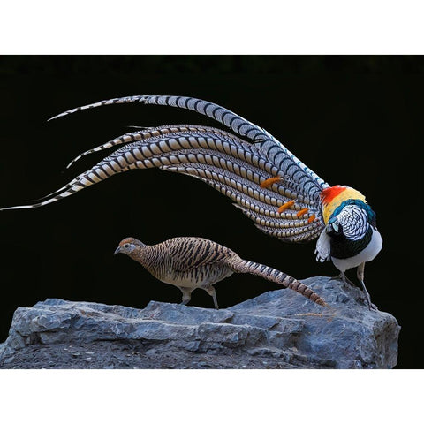 Untitled Black Modern Wood Framed Art Print with Double Matting by Fengying Long