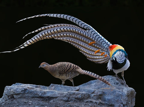 Untitled White Modern Wood Framed Art Print with Double Matting by Fengying Long