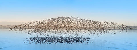 Untitled Black Ornate Wood Framed Art Print with Double Matting by Fengying Long