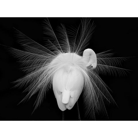 Untitled Black Modern Wood Framed Art Print by Fengying Long