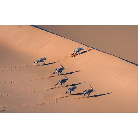 Oryx In The Desert White Modern Wood Framed Art Print by Li, Min