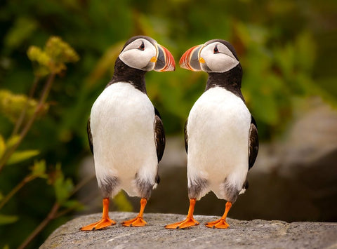 Hello Black Ornate Wood Framed Art Print with Double Matting by Dan, Kai