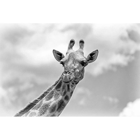 The giraffe - Wildlife V Black Modern Wood Framed Art Print with Double Matting by Richter, Regine