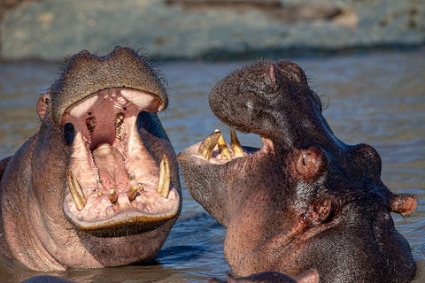 Chatting Hyppos Black Ornate Wood Framed Art Print with Double Matting by Catta, Alessandro