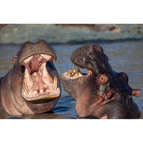 Chatting Hyppos White Modern Wood Framed Art Print by Catta, Alessandro