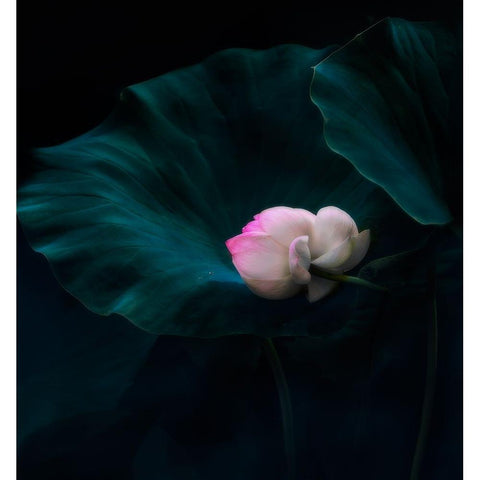 Eternal Black Modern Wood Framed Art Print with Double Matting by Liu, Yanny