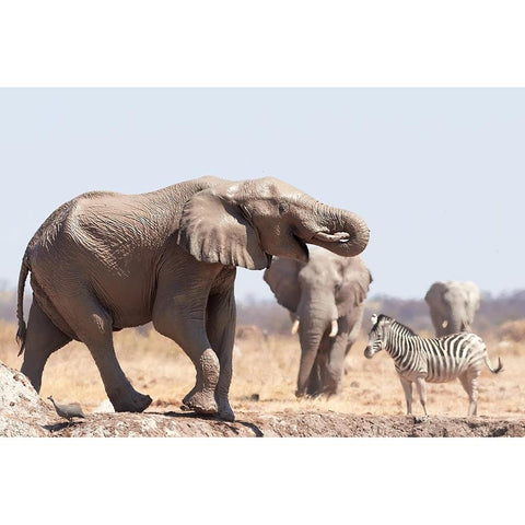 Cooling Bath In The Mud White Modern Wood Framed Art Print by Groth, Claudia