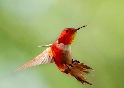 Red Light White Modern Wood Framed Art Print with Double Matting by Chen, Ming