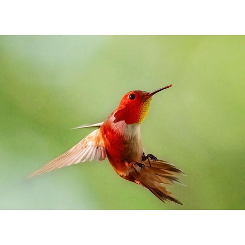 Red Light Gold Ornate Wood Framed Art Print with Double Matting by Chen, Ming