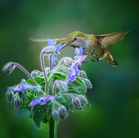 Good Taste Black Ornate Wood Framed Art Print with Double Matting by Huang, Xiaojian