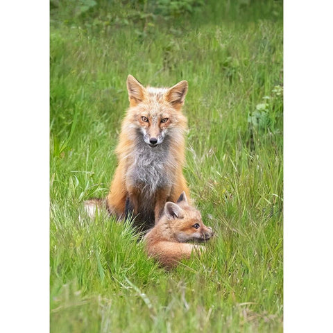 Foxes Black Modern Wood Framed Art Print by Ji, Shirley