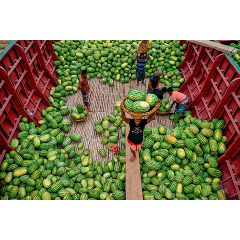 Unloading Watermelons White Modern Wood Framed Art Print by Khan Ronnie, Azim