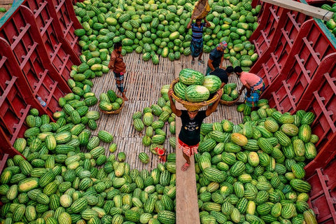 Unloading Watermelons White Modern Wood Framed Art Print with Double Matting by Khan Ronnie, Azim