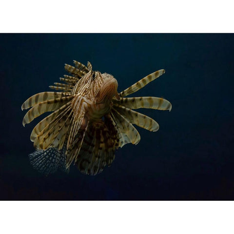 Underwater Beauty Of Nature Gold Ornate Wood Framed Art Print with Double Matting by Al-Hefnawy, Haytham
