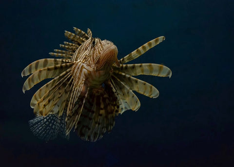 Underwater Beauty Of Nature Black Ornate Wood Framed Art Print with Double Matting by Al-Hefnawy, Haytham