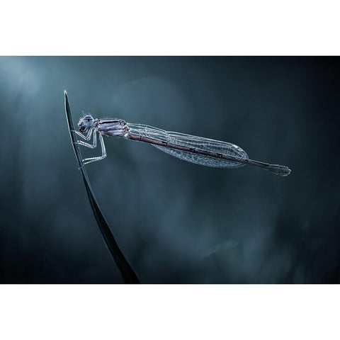 Nightscape Black Modern Wood Framed Art Print by Saluja, Atul