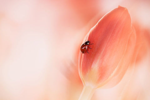 Simplicity White Modern Wood Framed Art Print with Double Matting by Van Deelen, Ellen