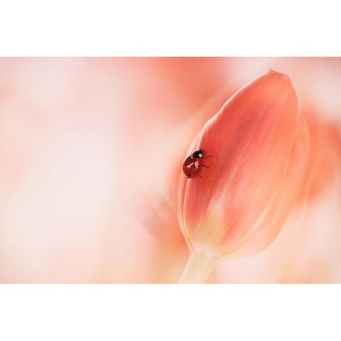 Simplicity Black Modern Wood Framed Art Print by Van Deelen, Ellen