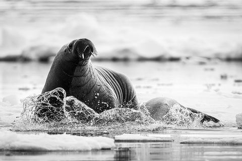 Last One Standing White Modern Wood Framed Art Print with Double Matting by Lewis-Bevan, Wyn