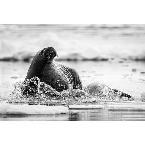 Last One Standing Black Modern Wood Framed Art Print by Lewis-Bevan, Wyn