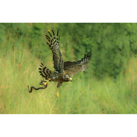 Indonesian Eagle White Modern Wood Framed Art Print by Widjaja, Sally