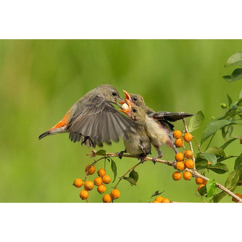 MotherS Love Black Modern Wood Framed Art Print with Double Matting by Muliani Hartojo, Angela