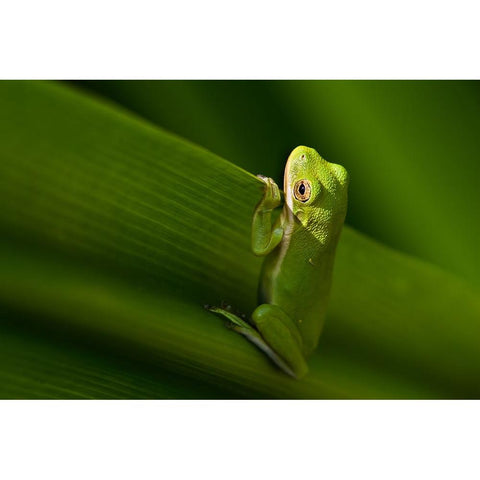 Take A Look Outside White Modern Wood Framed Art Print by He, Mike