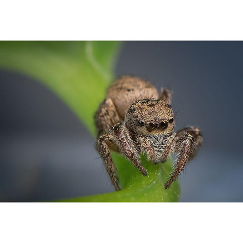 Jumping Spider Gold Ornate Wood Framed Art Print with Double Matting by Deng, Ivy