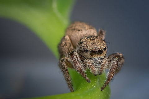 Jumping Spider White Modern Wood Framed Art Print with Double Matting by Deng, Ivy