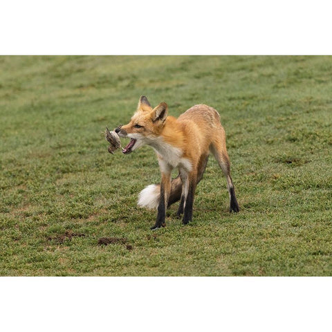 Playing With Prey Black Modern Wood Framed Art Print by Lu, Bill