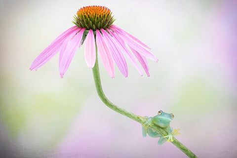 Protected Black Ornate Wood Framed Art Print with Double Matting by Doyle, Renee