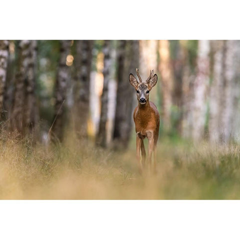 Untitled Gold Ornate Wood Framed Art Print with Double Matting by S., Damian