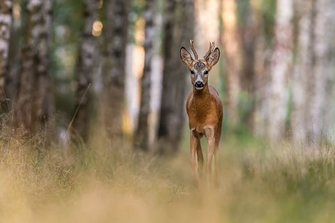 Untitled White Modern Wood Framed Art Print with Double Matting by S., Damian