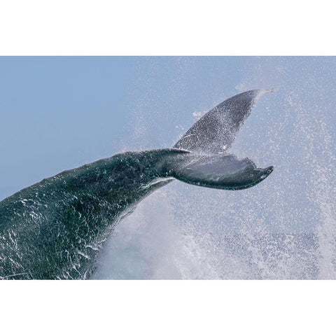 Escort Tail Gold Ornate Wood Framed Art Print with Double Matting by Melesan, Serge