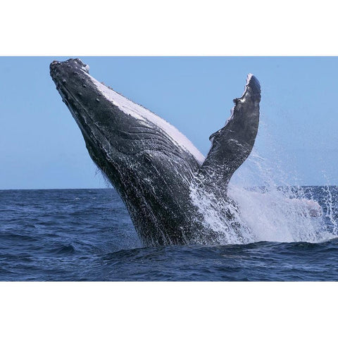 Power Black Modern Wood Framed Art Print with Double Matting by Melesan, Serge