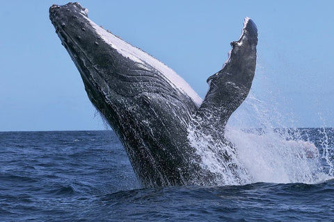 Power Black Ornate Wood Framed Art Print with Double Matting by Melesan, Serge