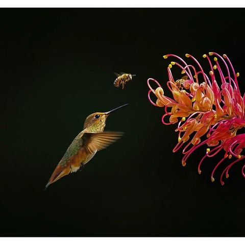 Having Fun Together Black Modern Wood Framed Art Print with Double Matting by Huang, Xiaojian