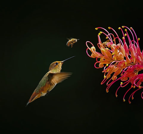 Having Fun Together Black Ornate Wood Framed Art Print with Double Matting by Huang, Xiaojian