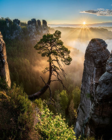 The Third Most Famous Pine Of Saxony Switzerland Black Ornate Wood Framed Art Print with Double Matting by Holic, Filip